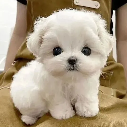 Ảnh troll cún con nêu nét đáng yêu kết hợp biểu cảm độc lạ