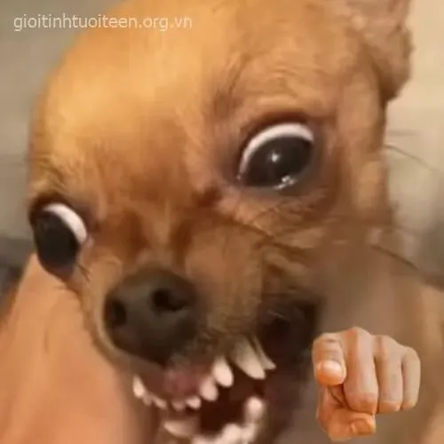 Hình meme hài khai thác cú chỉ mặt để gọi tên lỗi ngay tức khắc