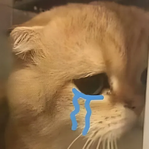 Meme chế mèo dáng cong tròn gợi nỗi buồn nhạy cảm