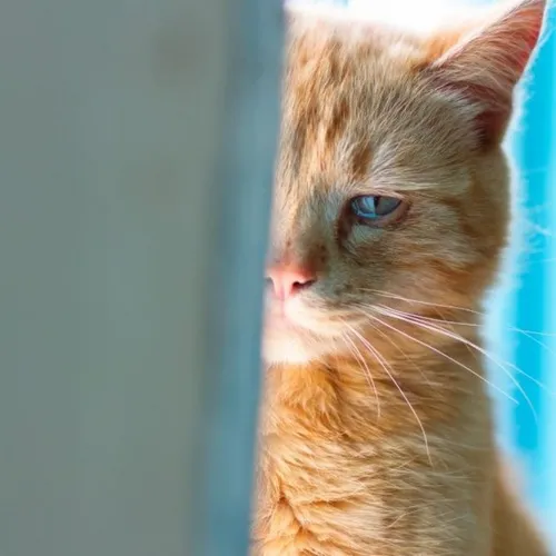 Meme mèo tai cụp đặc trưng khơi gợi day dứt nhẹ