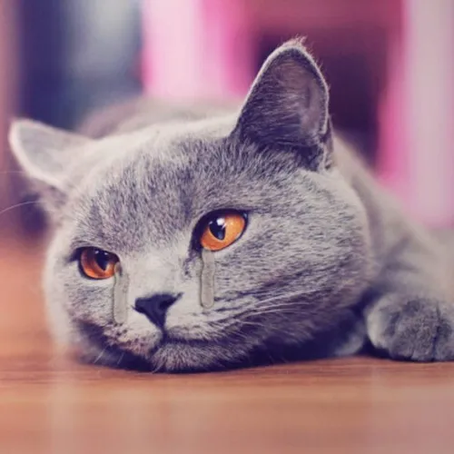 Ảnh vui thổn thức lan sự cô độc qua bóng nhỏ