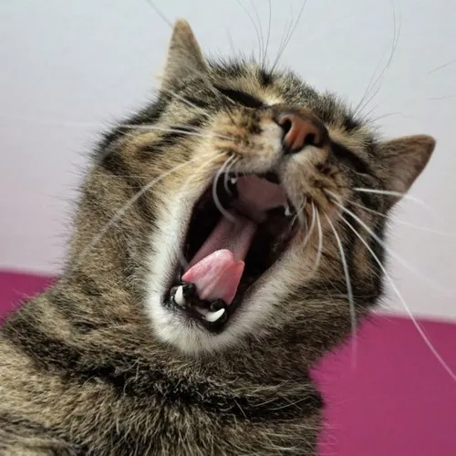 Mèo buồn rầu day dứt biến mọi caption trở nên đầy cảm xúc