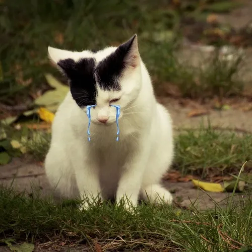 Khi mèo sụt sùi thành biểu tượng nỗi buồn đúng vibe Gen Z