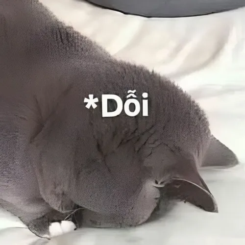 Ảnh meme vui mèo run nhẹ chạm mạch cảm xúc