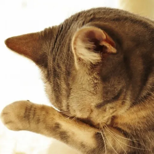 Meme thổn thức gợi phút yếu lòng trong tâm trạng rỗng