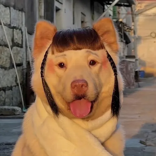 Meme chó vui nêu bật khí chất vui tươi từ đôi tai mềm