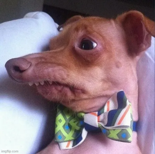 Ảnh vui loài khuyển diễn tả bộ lông mềm gắn dáng ngáo