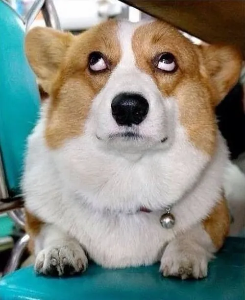 Meme chó hài mô tả đuôi chó khẽ rung trong khoảnh khắc vui