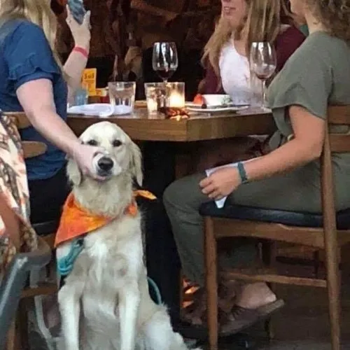 Ảnh chế cún con liên hệ biểu cảm lầy trong ánh mắt dí dỏm