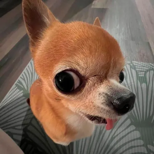 Meme chó dí dỏm khắc họa nét mặt đơ pha chút nghịch ngợm