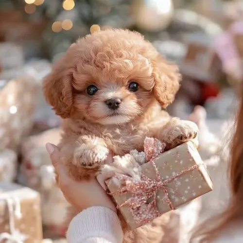 Ảnh chế bạn bốn chân làm nổi bật bàn chân nhỏ đầy nhí nhảnh