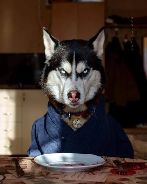 Meme chó ngộ giúp lộ biểu cảm môi chúm mang hơi thở vui