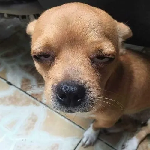 Ảnh chế chú nhỏ mô tả chiếc đuôi bé rung nhẹ rất đáng iu