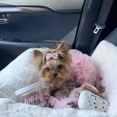 Ảnh vui cún con cho thấy sự vui tươi lan rộng qua ánh nhìn