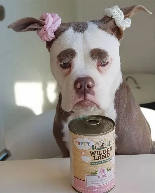 Meme chó mặt đơ nhưng vẫn toát nét trung thành thân thuộc