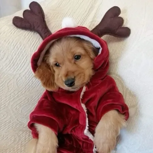 Ảnh vui loài khuyển hé lộ nét mặt sáng nhờ dáng chồm