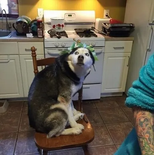 Ảnh vui loài khuyển cảm động tựa nhẹ vào chân người