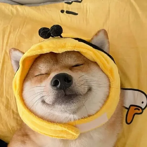 Meme chó nhây bựa lè lưỡi tạo vibe lầy lội quen thuộc