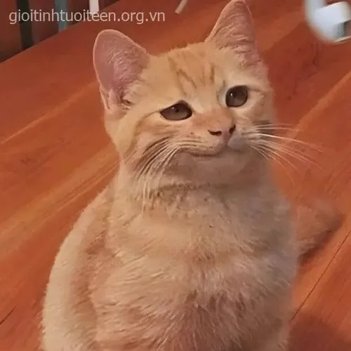 Hình troll mèo cười mỉm hiểm gợi cảm giác lật kèo tinh vi