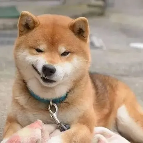 Ảnh troll Shiba cười khoé mép kèm bàn tay khoanh trước ngực