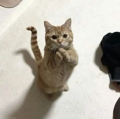 Meme mèo lông xù diễn tả mong manh và yếu lòng