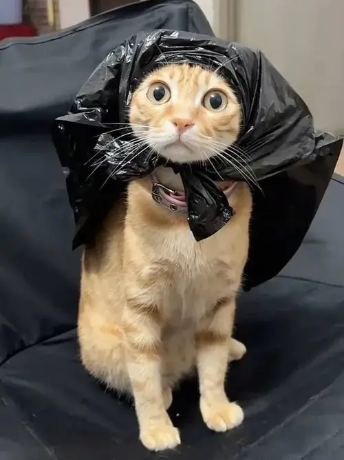 Meme mèo dòm hề nêu miệng méo méo qua dáng lố