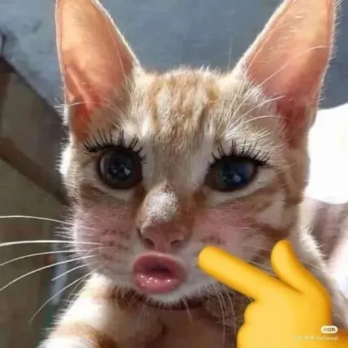 Ảnh vui cà chớn dẫn vibe bựa giữa bạn bè