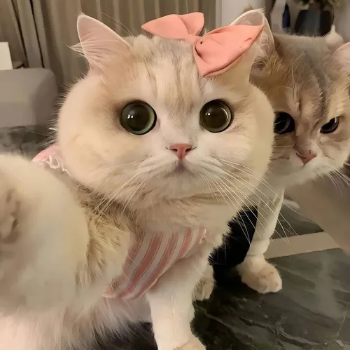 Ảnh chế bựa nhẹ khuấy trò troll kín đáo