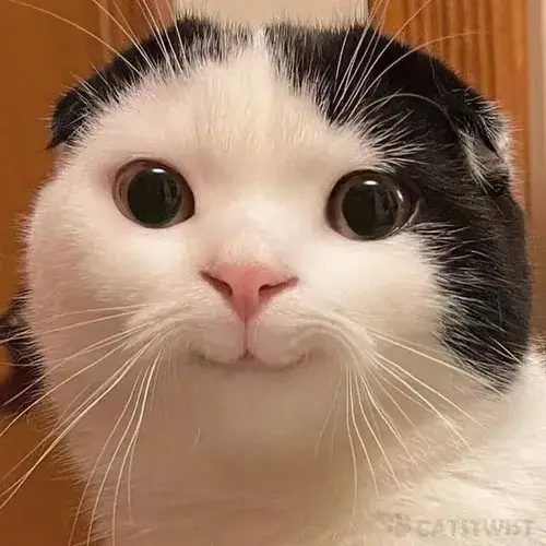 Khoảnh khắc mèo ngáo ngơ thể hiện tai dựng thẳng