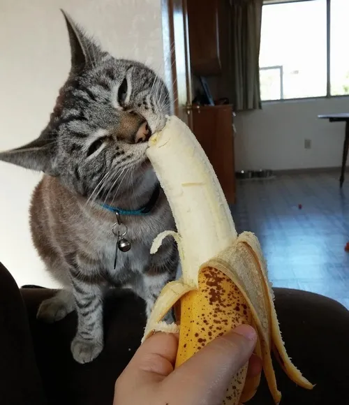 Ảnh chế mèo ăn chuối tung hint ham ăn đáng yêu
