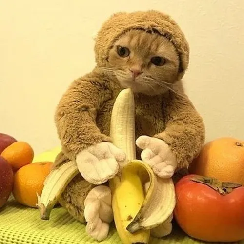 Meme mèo ăn chuối hợp mood khi thèm đồ ăn vặt