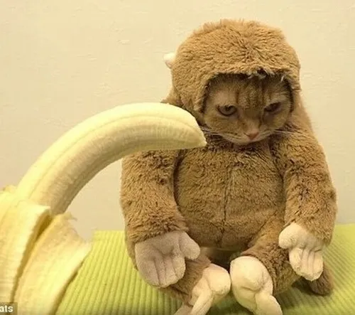 Hình troll mèo ăn chuối cho ngày bụng biểu tình