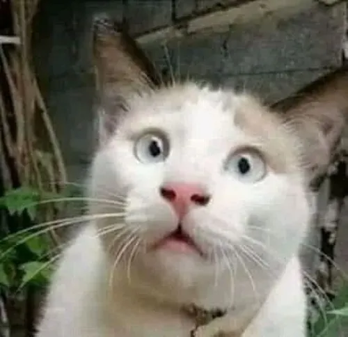 Meme chế mèo há hốc minh họa biểu cảm dễ thương bối rối