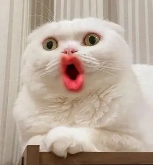 Ảnh troll mèo trợn mắt nhấn mạnh trạng thái đề phòng cao