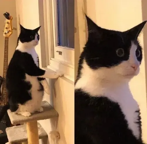 Meme hài mèo bất ngờ nổi bật sắc thái biểu cảm rõ rệt