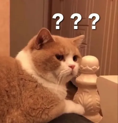 Ảnh troll mèo bối rối liên hệ thói quen quan sát cảnh lạ