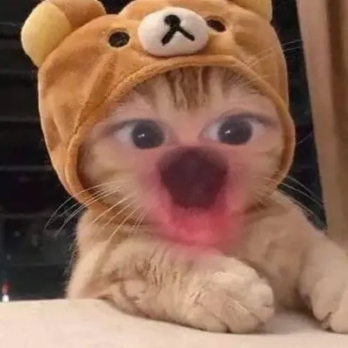 Khoảnh khắc mèo giật mình gợi liên tưởng cú xoay tâm trạng