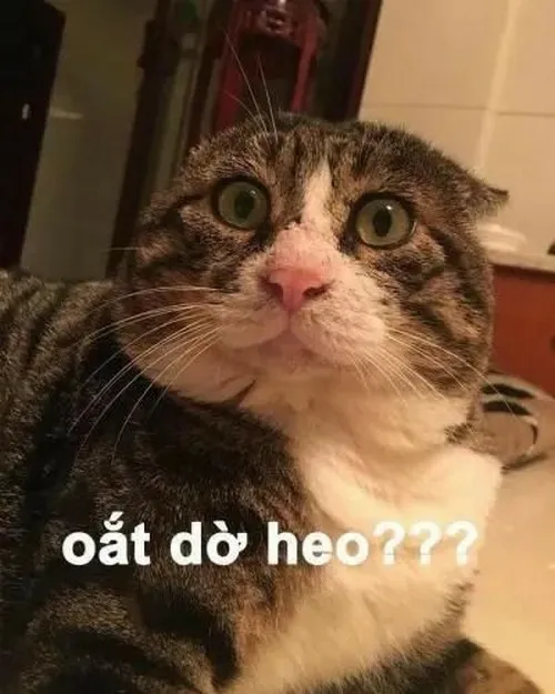 Khoảnh khắc mèo trợn mắt dành cho ngày cảm xúc đảo lộn bất ngờ