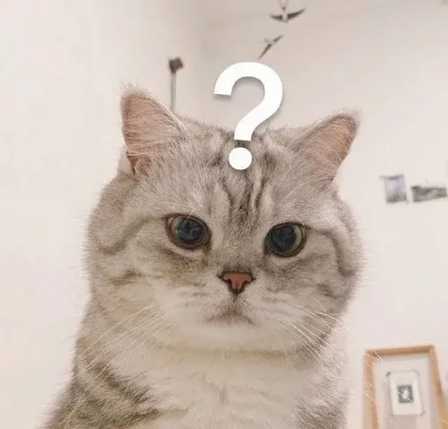 Ảnh vui mèo sững sờ gợi cảnh gây choáng khiến đứng hình