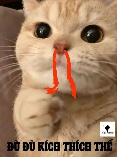 Mèo bất ngờ dùng cho tình huống nghe một bí mật động trời