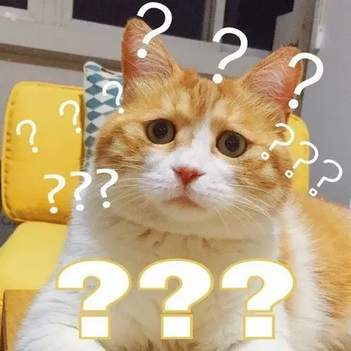 Meme mèo hoang mang thích hợp lúc vỡ mộng chuyện nhỏ xíu xiu