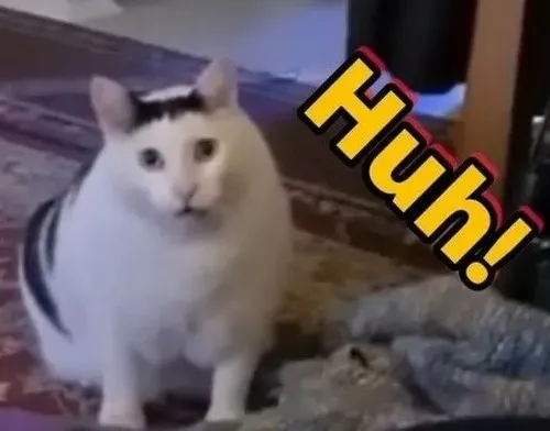 Ảnh meme vui mèo bất ngờ mô tả dáng đứng khựng cực đáng yêu