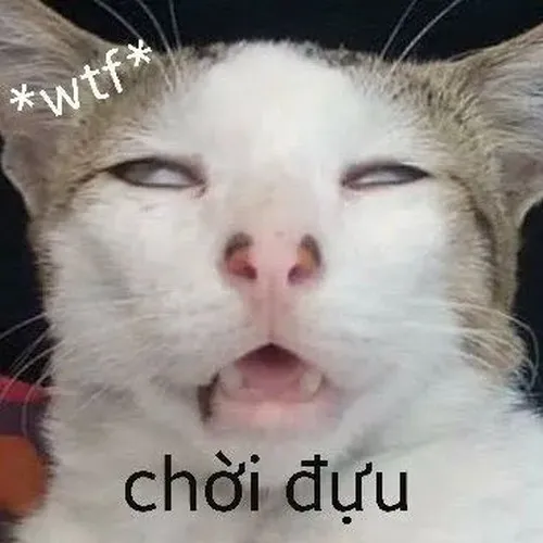 Ảnh troll mèo ngơ ngác mô tả trạng thái đề phòng khi hoang mang