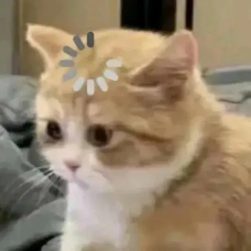 Meme mèo giật mình hợp lúc bạn bị deadline úp thẳng mặt