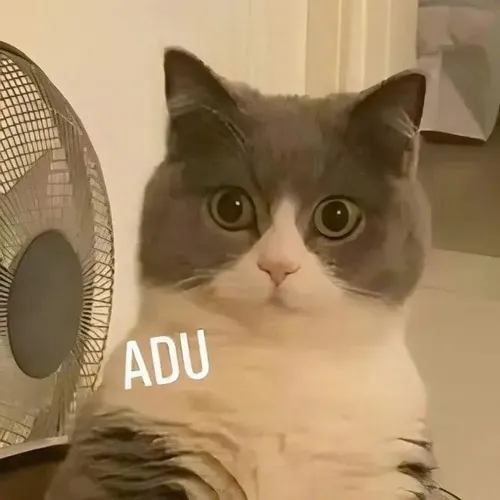 Ảnh hài mèo ngơ ngác thể hiện sự tò mò xen bùng nổ