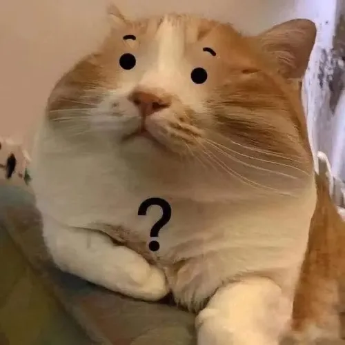 Khoảnh khắc mèo sững sờ tạo sắc thái biểu cảm rất đặc trưng