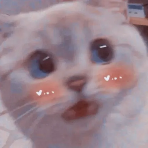 Hình mèo sững sờ hợp cảnh bị bạn thân chơi cú lật kèo