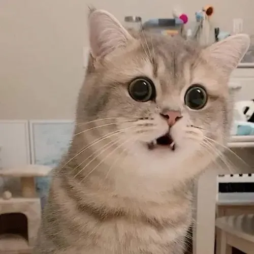 Ảnh vui mèo bất ngờ khi phản xạ nhanh khiến thân hình khựng