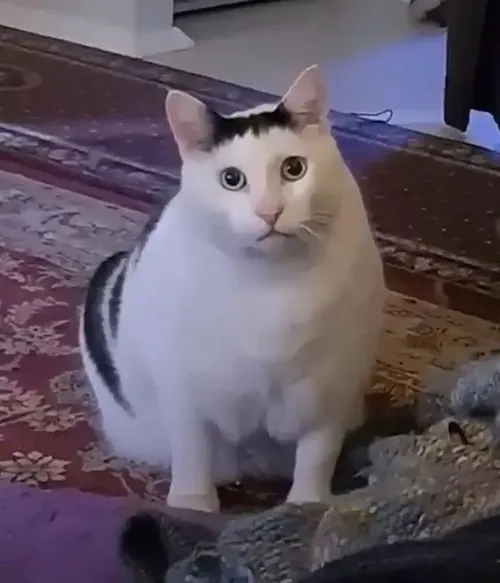 55 ảnh Meme Mèo Bất Ngờ tột độ biểu cảm ngạc nhiên một cách hài hước