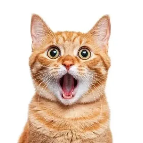 Meme mèo há hốc giúp kể chuyện đời quá mức choáng váng